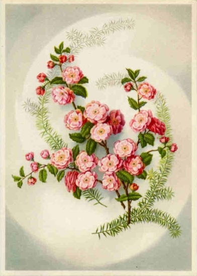 Carte postale ancienne cerisier.