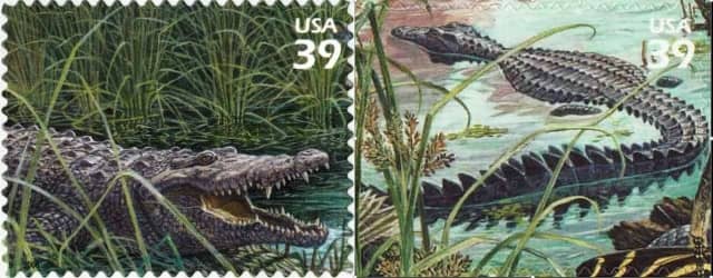 Timbre - Crocodile Américain dans les Everglades.