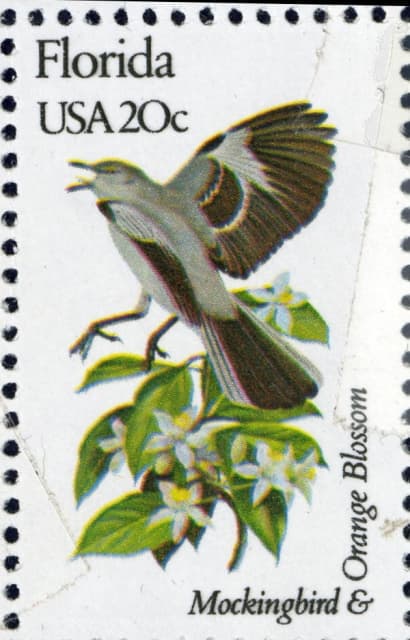 Timbre - oiseau moqueur ou mockingbird.