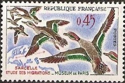 Sarcelle - Etude des migrations - Muséum de Paris.