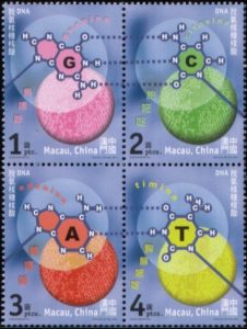 Timbre - Les 4 molécules de l'ADN ATCG.